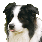 Portrait of Echo, a black and white border collie.